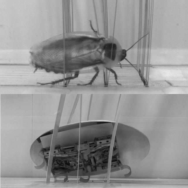 scientists-unleash-creepy-crawlies-cockroaches-like-robots